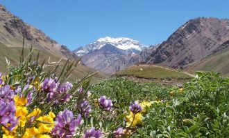aconcagua y flores